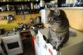 The brindle cat in the kitchen Royalty Free Stock Photo