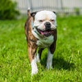 Brindle Coat American Bulldog Dog In Move On Grass