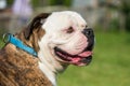 Brindle coat American Bulldog dog portrait outside