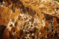 Brindle cow hide.