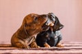 Brindle dachshund puppy catches doxie figurine by its nose Royalty Free Stock Photo