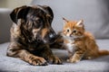 Brindle dog and fluffy orange kitten bond in peaceful indoor setting