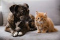 Brindle dog and fluffy orange kitten bond in peaceful indoor setting