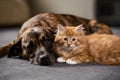 A brindle dog and fluffy orange kitten peacefully coexist indoors, evoking warmth