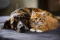 A brindle dog and fluffy orange kitten peacefully coexist indoors, evoking warmth