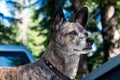 Brindle dog with greying muzzle Royalty Free Stock Photo