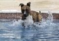 Brindle dog just landing in the pool