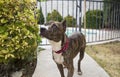 Brindle dog posing by a bush Royalty Free Stock Photo