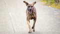 Brindle Dog Running