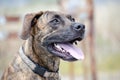 Brindle Dog Smiling