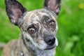 Brindle dog staring at camera Royalty Free Stock Photo