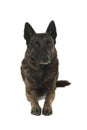 Brindle dutch shepherd dog lying down seen from the front Royalty Free Stock Photo