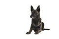Brindle dutch shepherd dog lying down seen from the front looking to the left Royalty Free Stock Photo