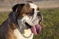 Brindle English Bulldog Royalty Free Stock Photo