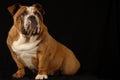 Brindle english bulldog Royalty Free Stock Photo