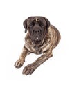 Brindle English Mastiff Dog Laying Royalty Free Stock Photo