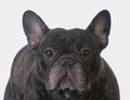 brindle french bulldog Royalty Free Stock Photo