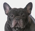 brindle french bulldog Royalty Free Stock Photo