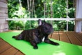 brindle French bulldog lying on the yoga carpet on the terrace in summer, dogs poses