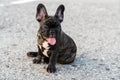 Brindle French bulldog puppy Royalty Free Stock Photo