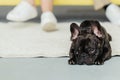 Brindle Frenchie dog lying on the floor by his owners