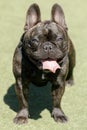 Brindle Frenchie Puppy Female Standing with Tongue Out and Looking at Camera