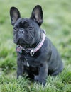 Brindle Frenchie Puppy Male Sitting and Looking Up