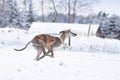 Brindle Galgo running during winter