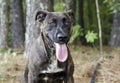 Brindle Great Dane mixed breed dog panting tongue Royalty Free Stock Photo