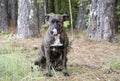 Brindle Great Dane mixed breed dog tongue licking face Royalty Free Stock Photo