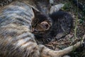 Brindle kittens breastfed by their mother
