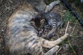 Brindle kittens breastfed by their mother