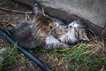 Brindle kittens playing on the ground