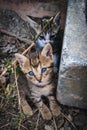 Brindle kittens playing on the ground