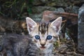 Brindle kitty playing on the ground