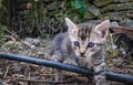 Brindle kitty playing on the ground