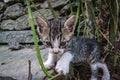 Brindle kitty playing on the ground