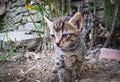 Brindle kitty playing on the ground