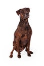 Brindle Labrador and Plott Hound Crossbreed Royalty Free Stock Photo