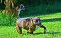 A brindle male boxer hugs the ground as he turns while running HDR Royalty Free Stock Photo