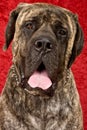 Brindle Mastiff