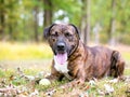 A brindle mixed breed dog lying in the grass Royalty Free Stock Photo