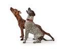 Brindle mixed breed dog stretching Royalty Free Stock Photo