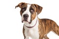 Brindle Pit Bull Cross Closeup Royalty Free Stock Photo