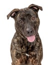 Brindle Pit Bull Crossbreed Dog Happy Smiling Royalty Free Stock Photo