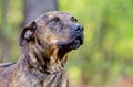 Brindle Pit Bull Terrier bulldog Royalty Free Stock Photo