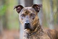 Brindle Pit Bull Terrier bulldog Royalty Free Stock Photo