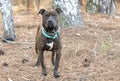 Brindle Pit Bull Terrier dog with blue collar Royalty Free Stock Photo