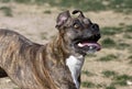 Brindle Pitbull looking up