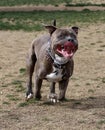 Brindle Pitbull running at the park